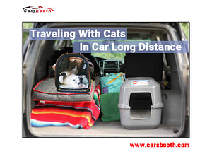 How to Travel with Cats in a Car Long Distance